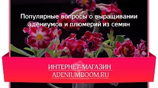 Популярные вопросы о выращивании адениумов и плюмерий из семян.