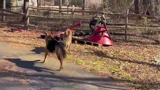 V playing with female dog