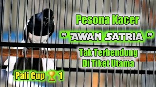 LAGI LAGI DAN LAGI || Kacer Awan Satria menjuarai dikelas Utama *Pali Cup 1*