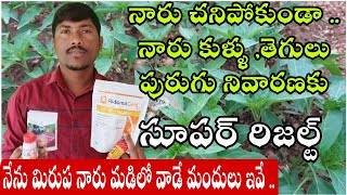 మిరప నారు మడిలో వాడే మందులు |వర్షానికి నారు కాండం వేర్లు కుళ్ళి చనిపోకుండా తెగులు/ పురుగు నివారణకు