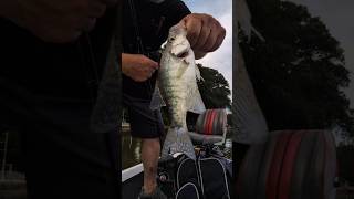 White Crappie are Handsome Fish. #lake #fish #fishing #shorts