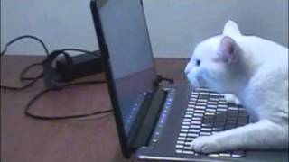 KATZE SURFT IM INTERNET!