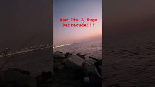 Huge Barracuda Caught Today In Saudi Arabia_#viral #saudiarabia #barracuda #music