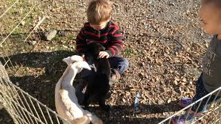 Maceo and Maeve with the baby goats