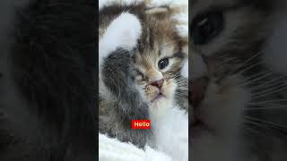 Fun Facts - Kittens Saying Hello #shorts #kitten