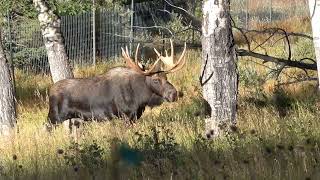 Bull Moose in the Rocky Mountain National Park