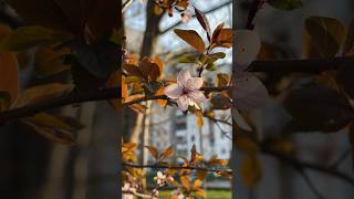 Spring flowers in Belgrade