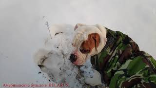 АМЕРИКАНСКИЙ БУЛЬДОГ.МИША-МОРЖ.ДЖОННИ ВСТРЕЧАЕТ ПАПУ\AMERICAN BULLDOG.MISHA WALRGE.JOHNNY MEETS DAD