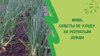 Июнь. Советы по уходу за репчатым  луком.