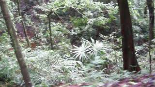 Drive Near Yana Forest - Karnatka With India North Comment