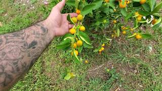 Calamansi Tree Growing Perfect in Ground