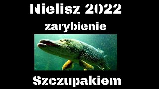 Nielisz  2022 r . - Zarybienie Szczupakiem