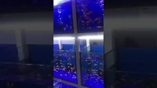 😍😍😍😍😍#aquarium #fishlover #salmasvlogzz #youtubeshorts