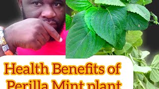 Health Benefits Of Perilla Mint plant