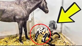 Vet Takes One Look At Newborn Foal And Says, “That’s Not a Horse”