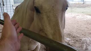 How my horses greet me every morning. Winnying for food.