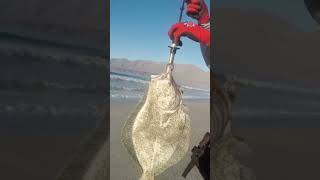 Lenguado Japones Pesca Spinning con Señuelo desde orilla playa abierta.