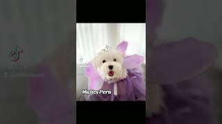 Bichón maltés la mascota de preferencia en el mundo.