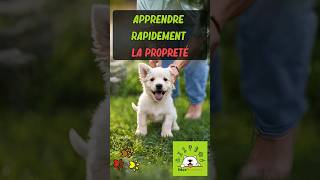 🐕🎓APPRENDRE la PROPRETÉ à mon CHIOT/CHIEN 🎓🐕 #éducationcanine #educateurcanin   #chiot  #chiots