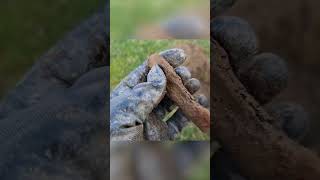 I Like Knives! Metal Detecting Wales