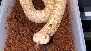 Hognose Eats a Frog