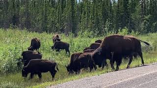 BUFFALO!! We see a big herd of wild buffalo on our way to Fort Providence! July, 2020