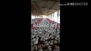 Poultry फार्म में temprature कम करने के लिए fogger लगवाये