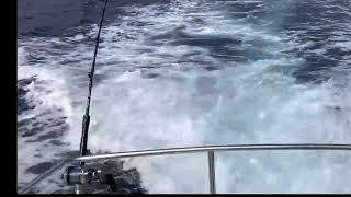 Dorado Fishing San Diego 2022 Awesome Jig Strike