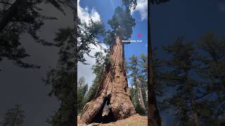 Sequoia National Park #shorts #ytshorts #travelvlog #california #usa @kirankumarkmtraveler