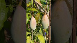 Fruits of terrace garden (bengaluru)   #youtubeshorts #terracegardening   #shorts