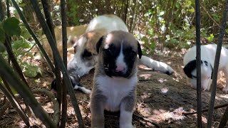 Anne Köpekler Bize Güvendikçe Sakladığı Yavrularını Yanımıza Getiriyor