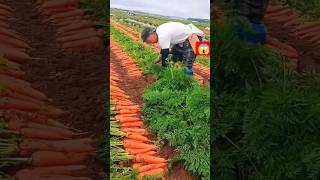 🥕🌱#farming #vegestables #satisfying #gardening #youtubeshorts @rupasanjya 🥕🥕🥕😱😱