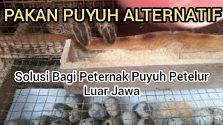 Review Pakan Puyuh Petelur Alternatif tanpa Bekatul