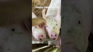 Happy Healthy Pigs but they’re ALWAYS hungry