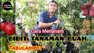 Cara Menanam Tanaman Buah Dalam Pot | TABULAMPOT