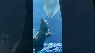 Polar Bear Having Fun Swimming / Detroit Zoo