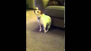 Dog dancing to shake that ass