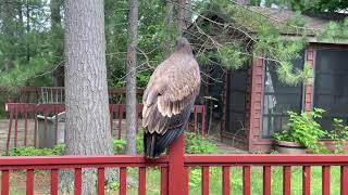 Golden Eagle on my deck railing