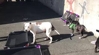 Playtime at Puppy Preschool 11.14.2020