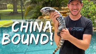 Our Tegus Are Going INTERNATIONAL! | Primitive Predators