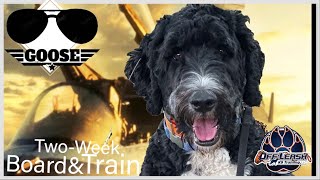 Bernedoodle , 2y/o, "Goose" | Incredible Bernedoodle Obedience Training