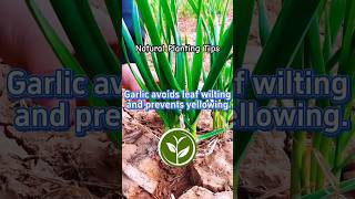 Garlic avoids leaf wilting and prevents yellowing #shortvideo #plants #youtubeshorts #viralvideos