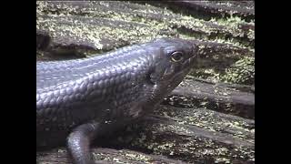 Land mullet, O'Reilly's Rainforest Retreat, Australia