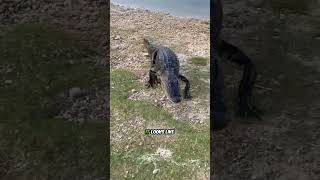 🐊 Dramatic Encounter: Alligator Targets Man Instead of Fish!