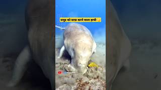 Sea vaccum cleaner - Dugong #shorts #animals