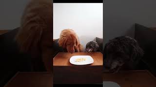 Dogs React To … #short #dog #reaction