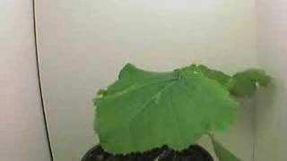 Squash plant timelapse, 180 000 reverse