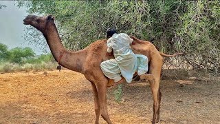 في الصحراء صعد طفل صغير على قمة الجمل والجمل خطير جداً Thar S desert