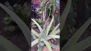 Wow! What a Transformation of my Aloe Vera Plant