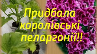 Придбала королівські пеларгонії